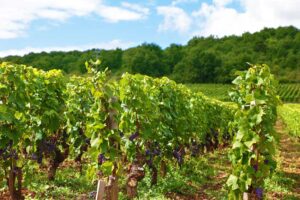 wine-tour-vtc-bordeaux